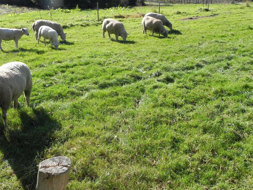 Biezenmortel Hoeve De Mertel מראה חיצוני תמונה